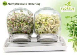 Sprossenglas Duo Set (2x 425 Ml) | Keimgläser Von FLORTUS 9 Sprossenglas Duo Set (2x 425 Ml) | Keimgläser Von FLORTUS -Küche Produkt Geschäft 4aa4c88c3c15a5aaa7af9c621e5536e3
