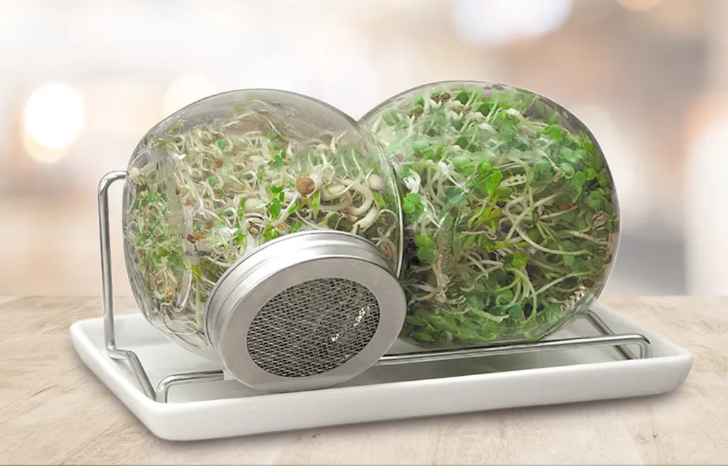 Sprossenglas Duo Set (2x 425 Ml) | Keimgläser Von FLORTUS 7 Sprossenglas Duo Set (2x 425 Ml) | Keimgläser Von FLORTUS – Bild 7